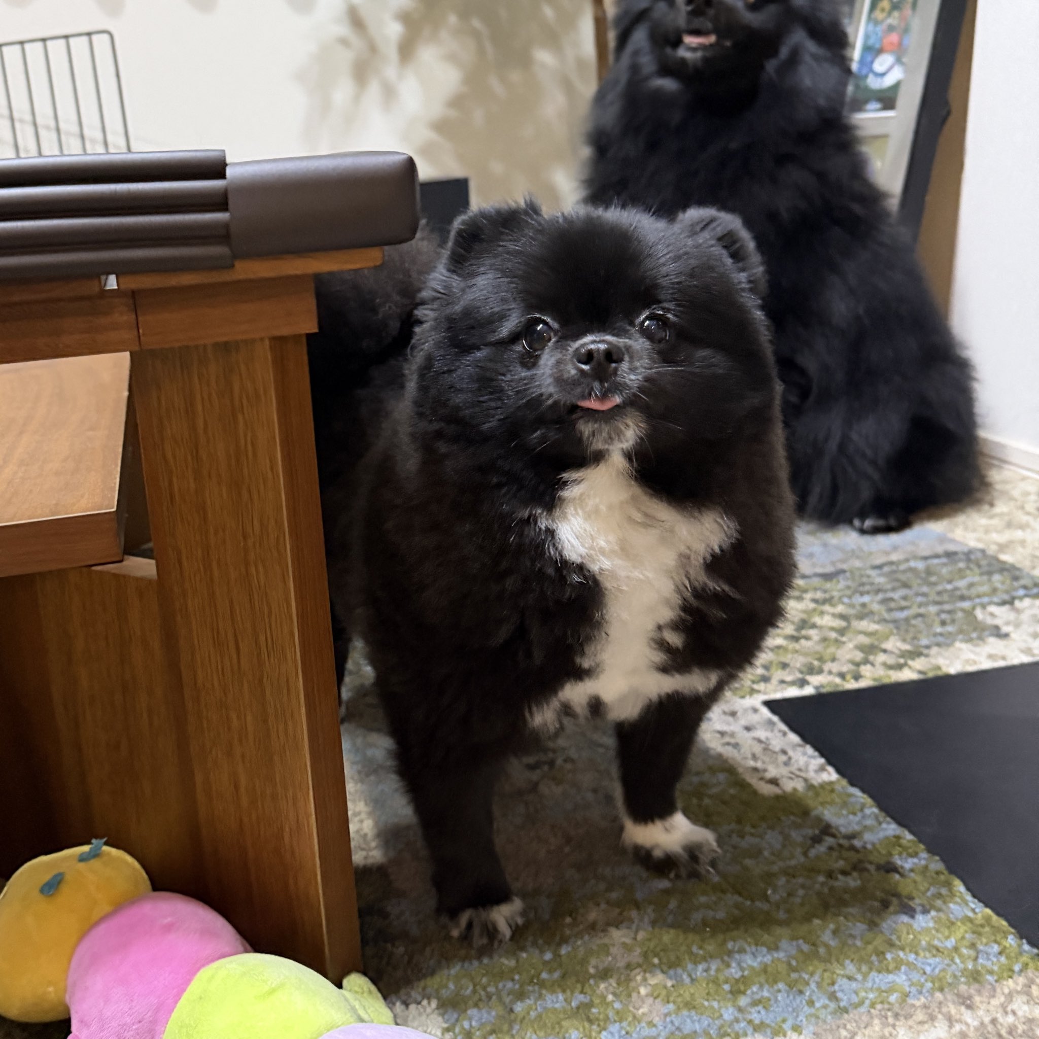 彫刻 ラリマー　アニマル　クマ　猫　たぬき　キツネ　犬　天然石 彫刻 ラリマーアニマルクマ猫たぬきキツネ犬天然石