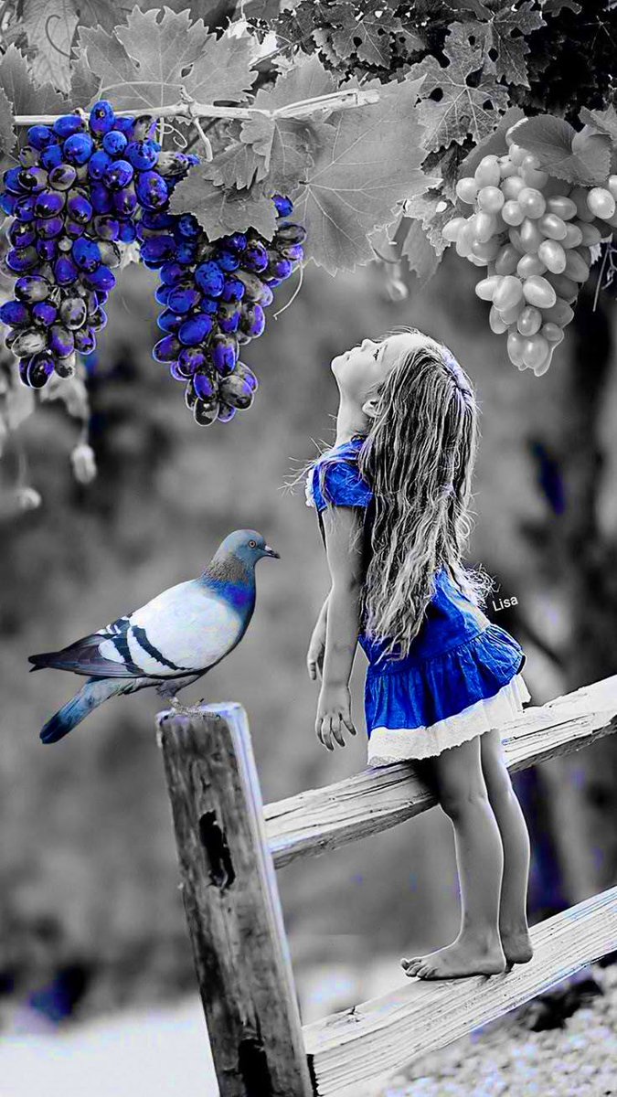 When the world  
fades to soft grey,  
a little dream  
lingers  
in shades of blue.  💙🩶
✒️ — 𝒜 K