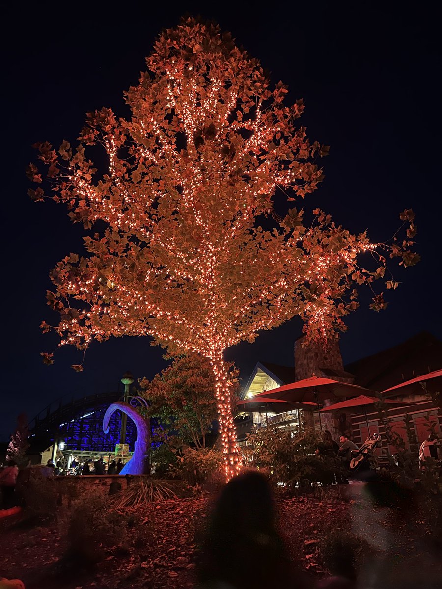 Snapshots Made Yesterday tweet media