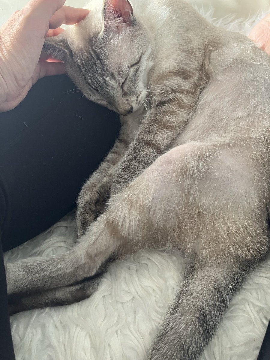 JUNe.N (@tsuyu_no_hito) on Twitter photo ぬし 今日 いる、ニャン、、、💤
いるよー おやすみ🤭
#猫好きさんと繋がりたい
#ねこかわいいね
#保護猫
#シャムトラ
#休日
#猫のいる幸せ ぬし 今日 いる、ニャン、、、💤
いるよー おやすみ🤭
#猫好きさんと繋がりたい
#ねこかわいいね
#保護猫
#シャムトラ
#休日
#猫のいる幸せ
