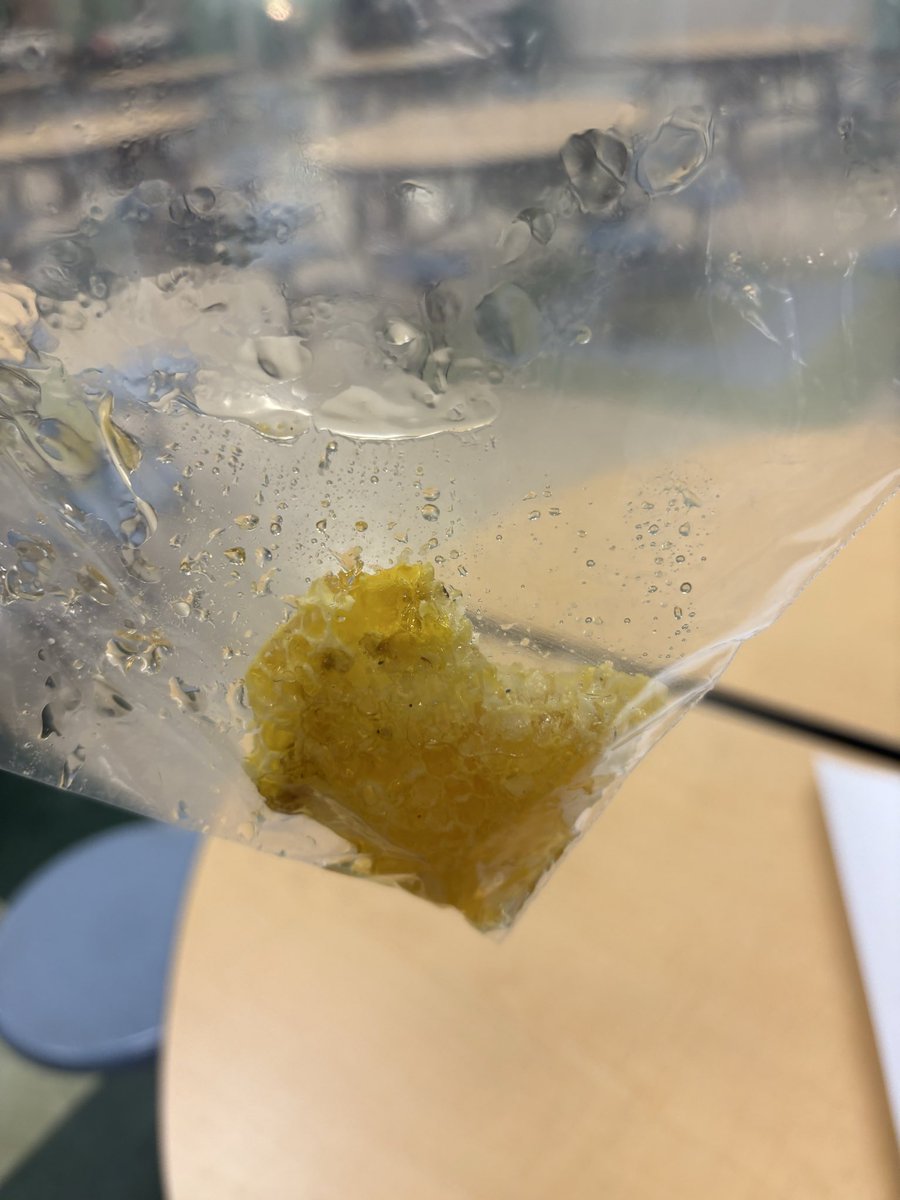 timmyGTI's tweet image. “Ms Timmy, do you remember last year when I researched 🐝bees as part of our #MathInNaturePBL? Now we have our own bees in my backyard!” #realworldlearning #whyGT #theGrove @WGESdragons