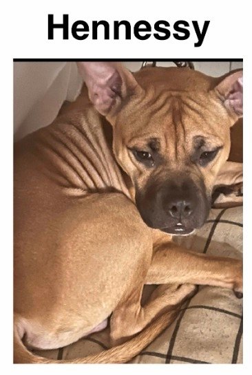 MeowMiya88's tweet photo. 📢🇺🇲🗽🆘️🚨⏳💔😿🐶Please RT to find Hennessy  #NYC #lostdog #Missingdog #Brooklyn #dogsoftwitter #DogsOfX @HAPetRescuer https://t.co/JfKtq3AVLK