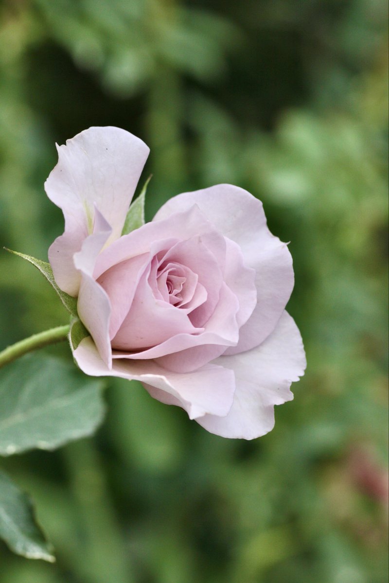 umeboshi3882's tweet image. おはようございます☺️

 #TLを花でいっぱいにしよう #flower