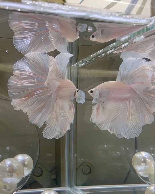 heart_jpg's tweet image. pink betta fish