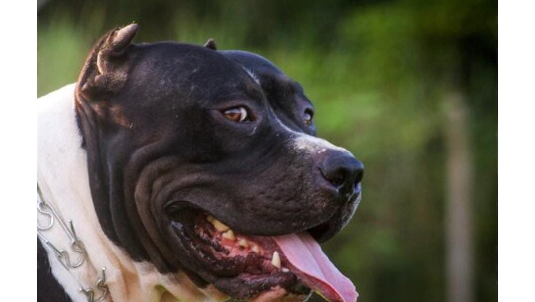 Fabiana Gutierrez tweet media