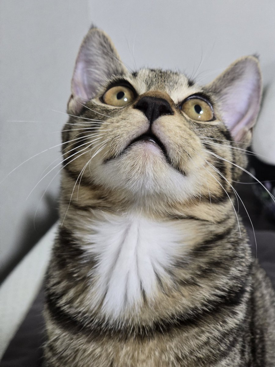 호카 말랑하고 부드러운데, 
특히 턱아래 흰털 진짜진짜 부드러워

😺호카/남/2025년 6월 추정
2차 접종 및 구충 완료

입양신청 링크⬇️
nabiya.org/adopt

#가족찾는_호카 #나비야사랑해_호카 #서울경기인천