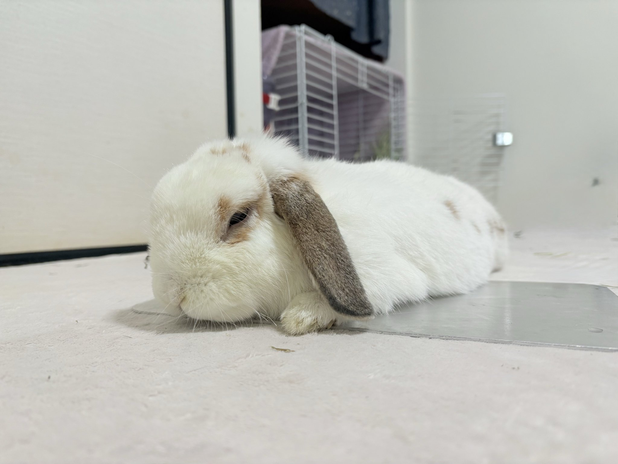 うさぎ 904545お写真2枚目サイドアクリルタイプ わたがしうさぎのめるち on X: