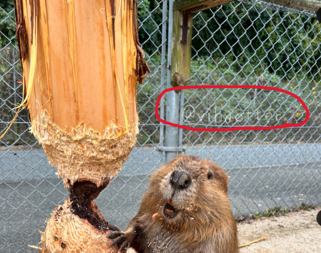 vibaotter's tweet photo. @faithtrue I am not a professional photographer and do not use these photos for commercial purposes, but unauthorized reproduction is prohibited.

Watermarks are applied, but I strive to make them blend in as much as possible to avoid disrupting the atmosphere of the photos. https://t.co/L3XylMP8Zv