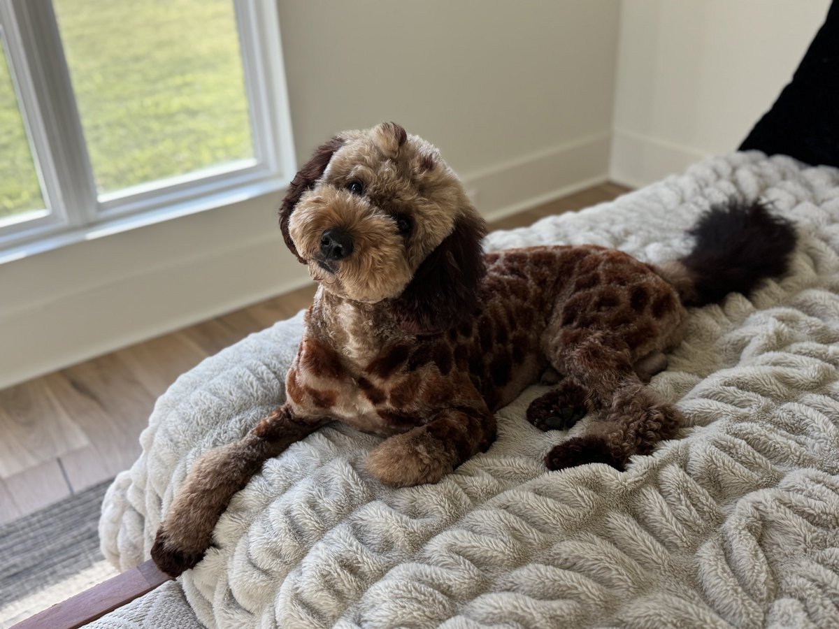 armani says happy halloween!🦒