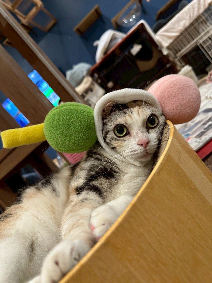 bakenekocafe's tweet image. おはようございますにゃ！