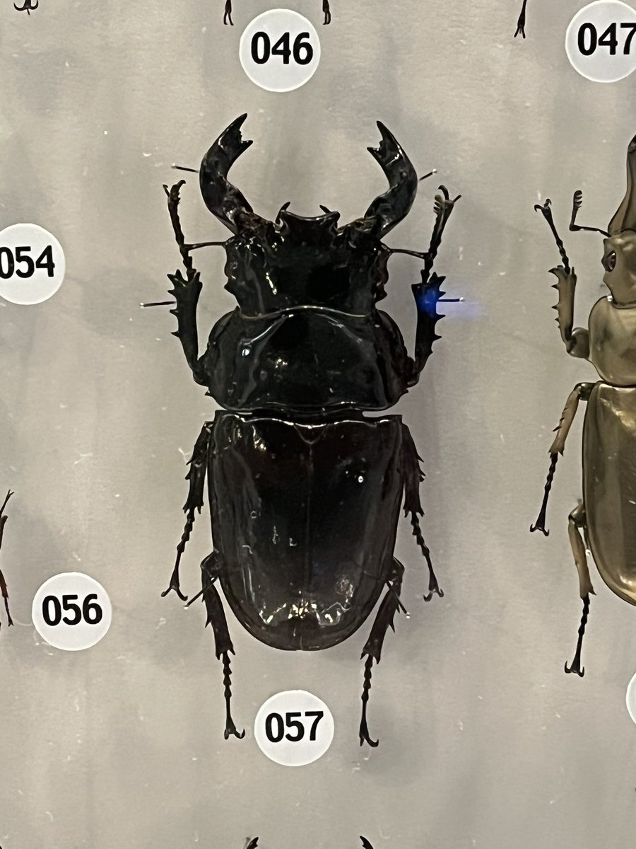 Kabigon【断捨離中】様　リクエスト 断捨離中ページ 断捨離中 断捨離中 断捨離