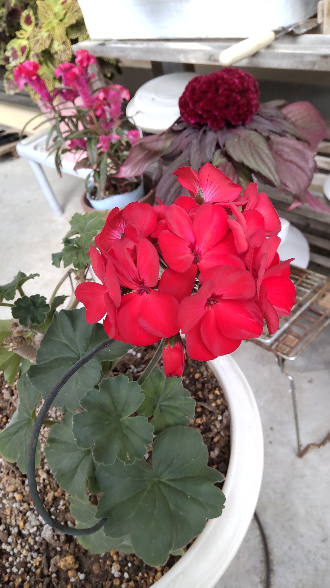 ⚠️庭の花様ご連絡ページ⚠️ makiko🌈👓 on X: 