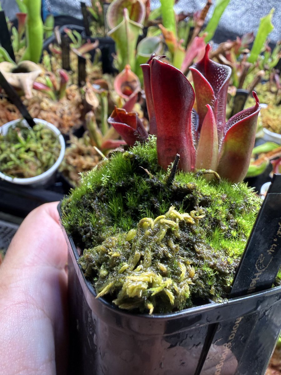 ヘリアンフォラ エロンガタ
短期間でコケがびっしり…
新芽が出てるから水苔変えるのは躊躇われる