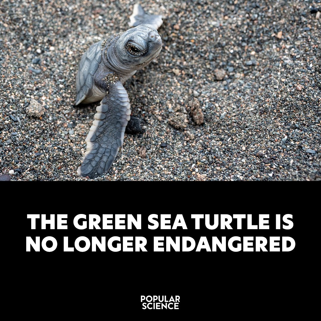 "This is a major win for sea turtles." trib.al/G2Ob5LH