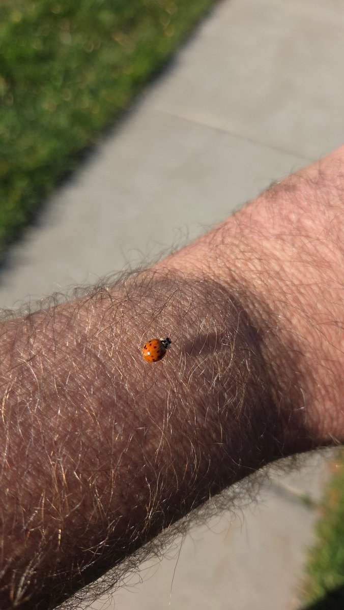 Hitch hiker on my walk today🐞 Sunset view from my shop. Not the best but still can't complain😊