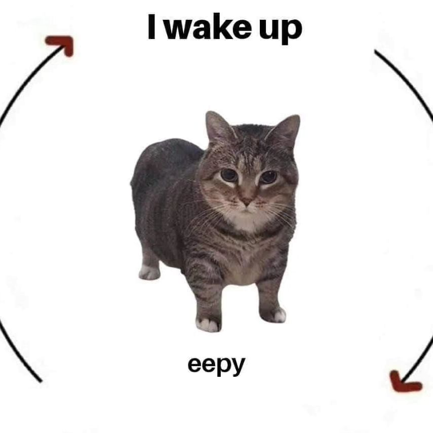 PunchingCat's tweet image. 