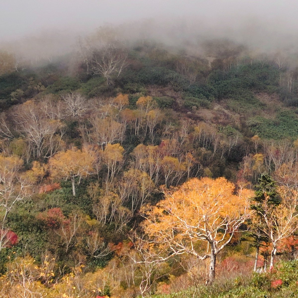 とをる tweet media