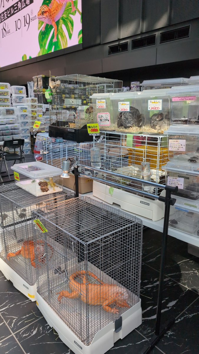 AQUARIUM TOKYO NATURE 2025 #6
生き物と自然展示即売会10/18-19
間もなく開催します〜！
アクアリウム東京1日目🐠✨️

開場内の雰囲気を📸
あくあしょっぷ石と泉のブースはほぼ中央にありますので、「熱帯魚」の旗を目印にご来店お待ちしております！