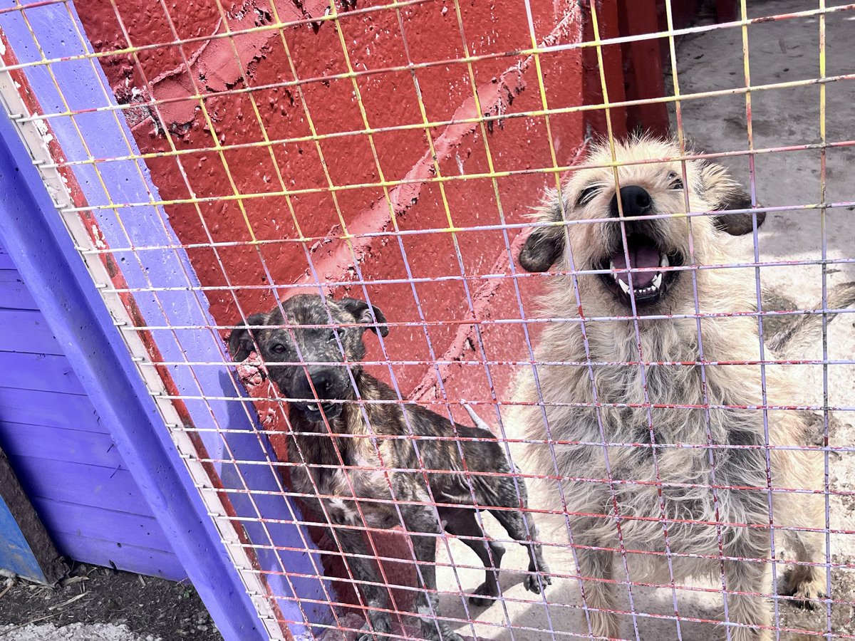 Aurelio llegó al refu siendo un perro “problemático con otros perros” nos costó bastante que se lleve bien con sus pares y aún estamos trabajando en su comportamiento pero ya logramos que se haga amigo de Titán 🫶🏻 
Con amor todo es posible!!!!