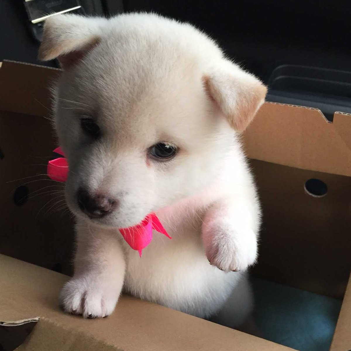 shiba_sukisugi's tweet photo. いいなあ、モテモテで。
⬇️柴犬１コマ劇場　柴犬源氏物語⬇️
https://t.co/DU9xYLeURK

※モデル
@cuteshiratama さんちのしらたま
@kuroshibamugiko さんちのこむぎ
@KoMacHi_1809 さんちの小町
@yukiichigo1010 さんちの苺 https://t.co/84VQorMT1E