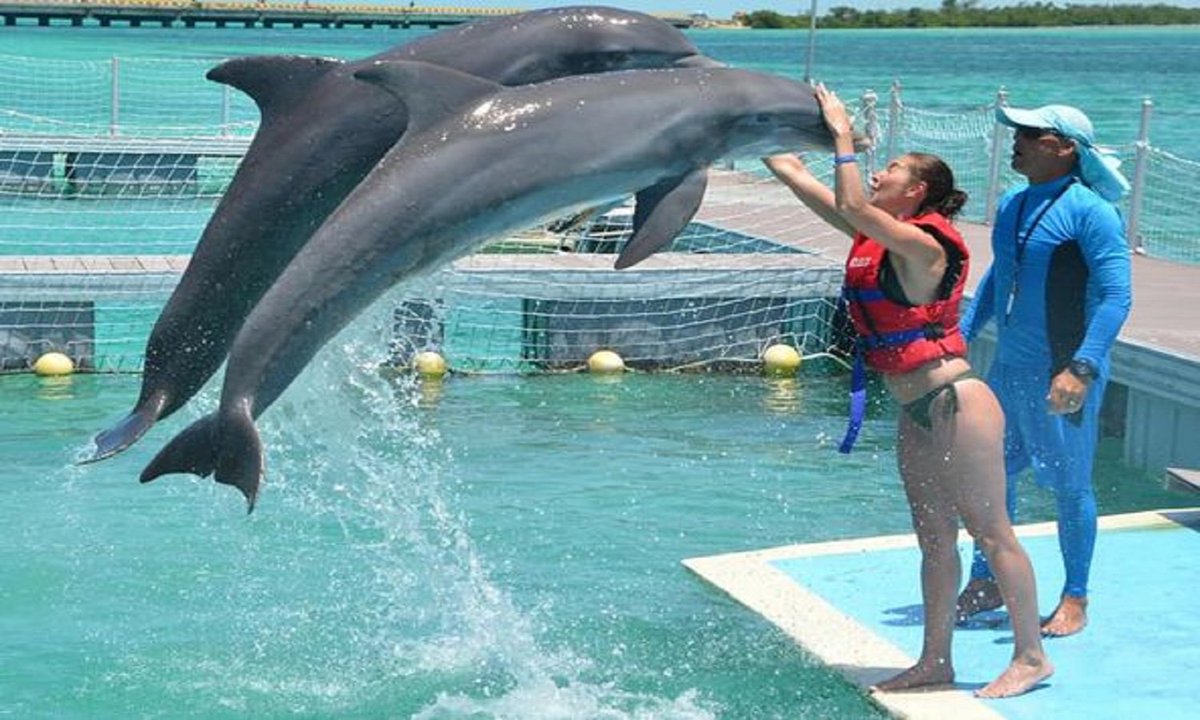 🌴⛱ Jardines del Rey es un destino que combina relax, aventura y belleza natural, 🌞😎ideal para quienes buscan escapar del ajetreo cotidiano y sumergirse en un entorno tropical tranquilo y seguro. 🏖️

#Cuba #CubaUnica #CubaTravel