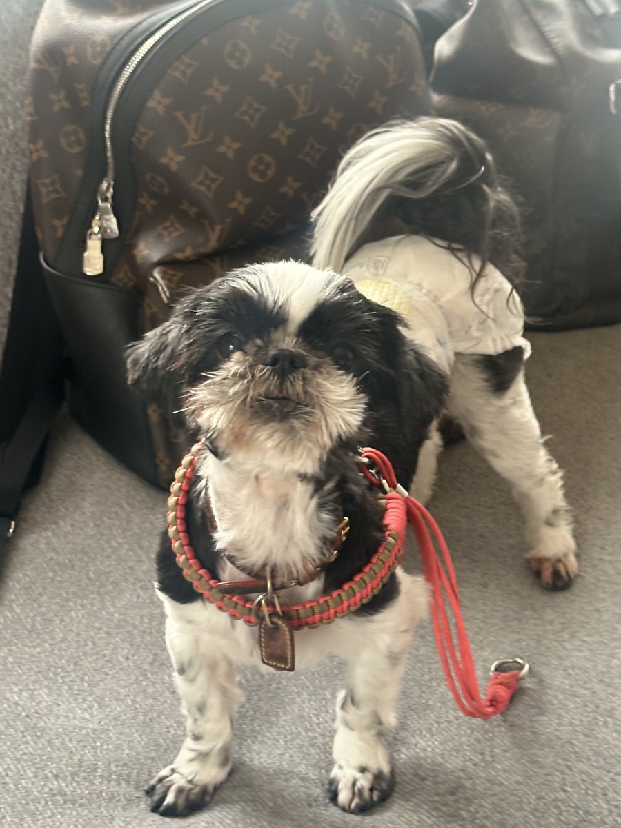 atomutt's tweet photo. 今朝行方不明になったと言ってたこの子ですが無事見つかりました🥹犬好きのご近所さんの庭でウロウロしてたそうで写真を見せて探してくれていた方が、その家の方がこの子を抱っこしているのを見て一緒に連れて来てくれました。
#迷い犬
#名古屋市瑞穂区 https://t.co/ppd3nETqOH