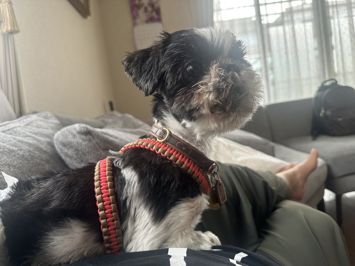 atomutt's tweet photo. 今朝行方不明になったと言ってたこの子ですが無事見つかりました🥹犬好きのご近所さんの庭でウロウロしてたそうで写真を見せて探してくれていた方が、その家の方がこの子を抱っこしているのを見て一緒に連れて来てくれました。
#迷い犬
#名古屋市瑞穂区 https://t.co/ppd3nETqOH