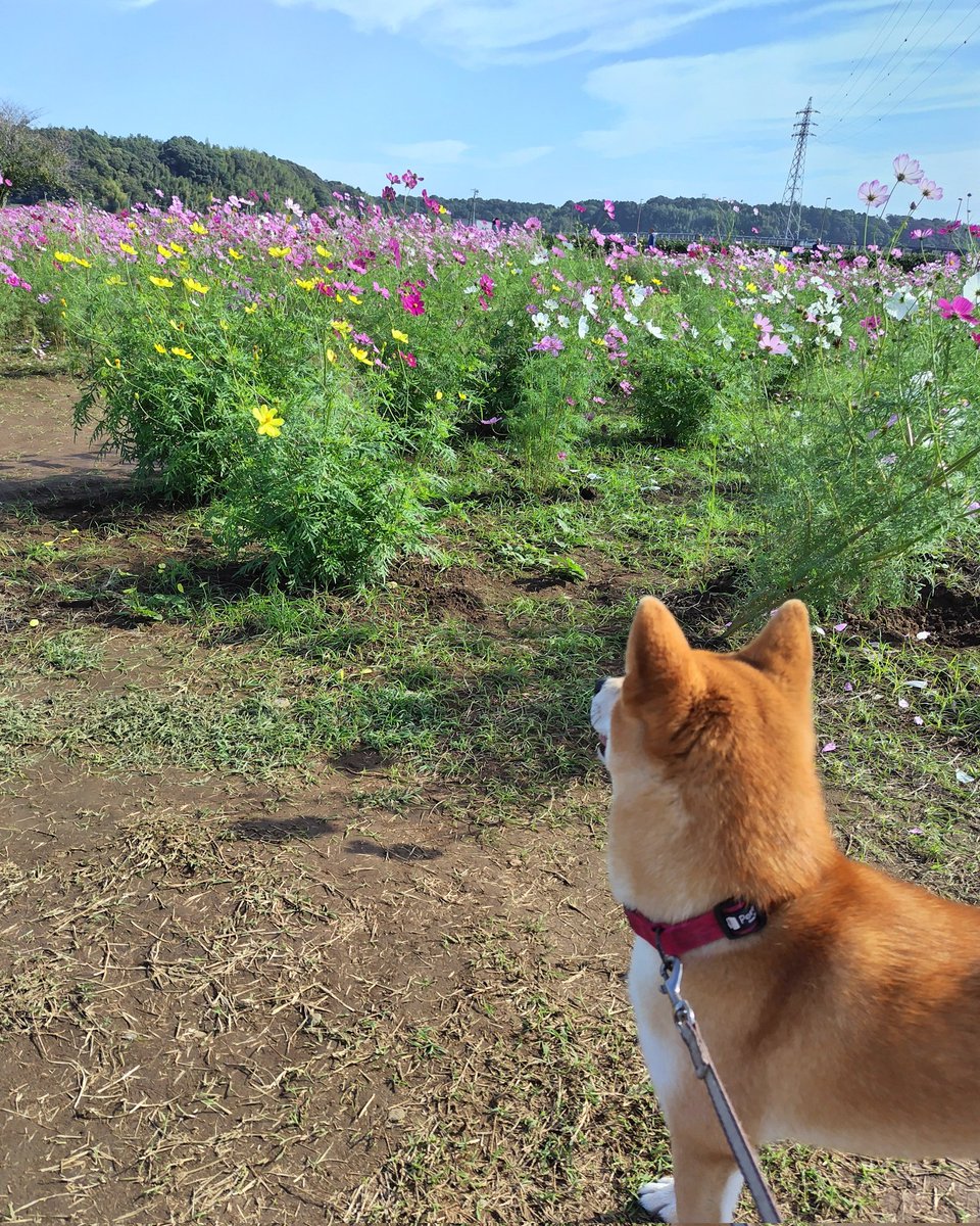 花より散歩が好き🐶✨