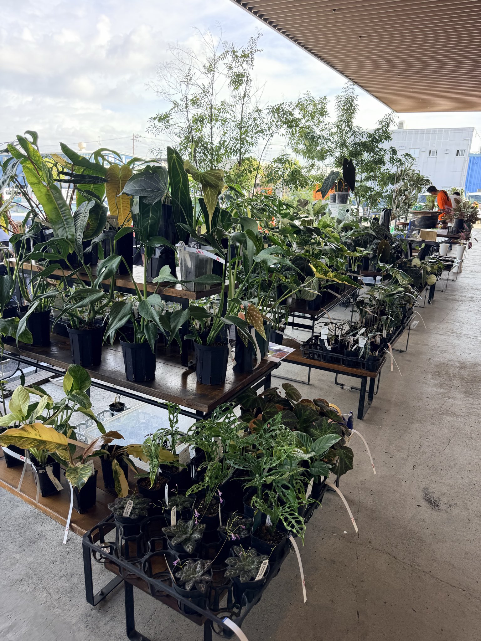 アニメ風観葉植物 アニメ風観葉植物 Z/Xグッズ ｜ Z/X - Zillions of enemy X