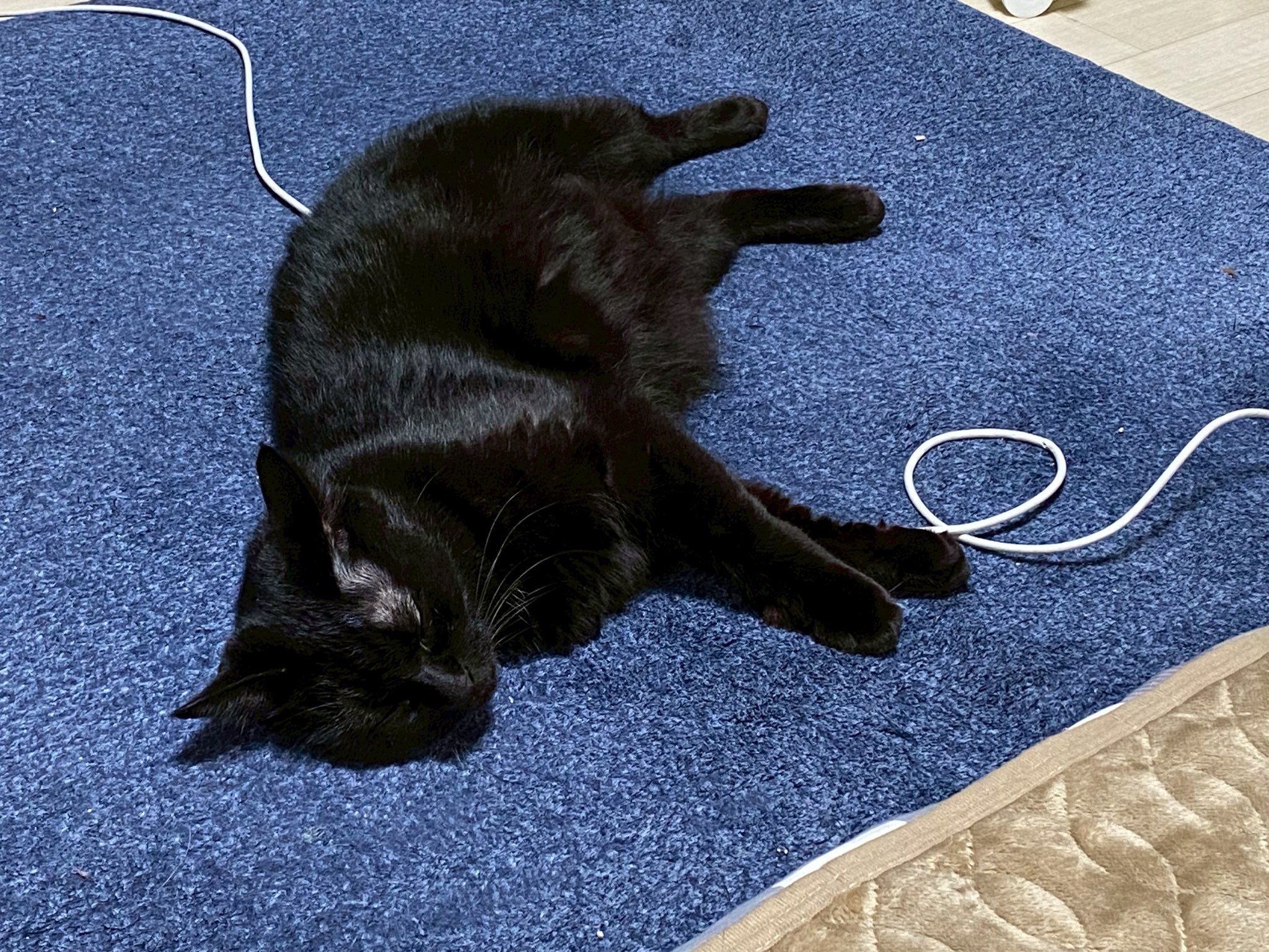 黒猫 GORE-TEX SERIES MEXICO 66 SD(GRAPHITE GREY/CARRIER GREY