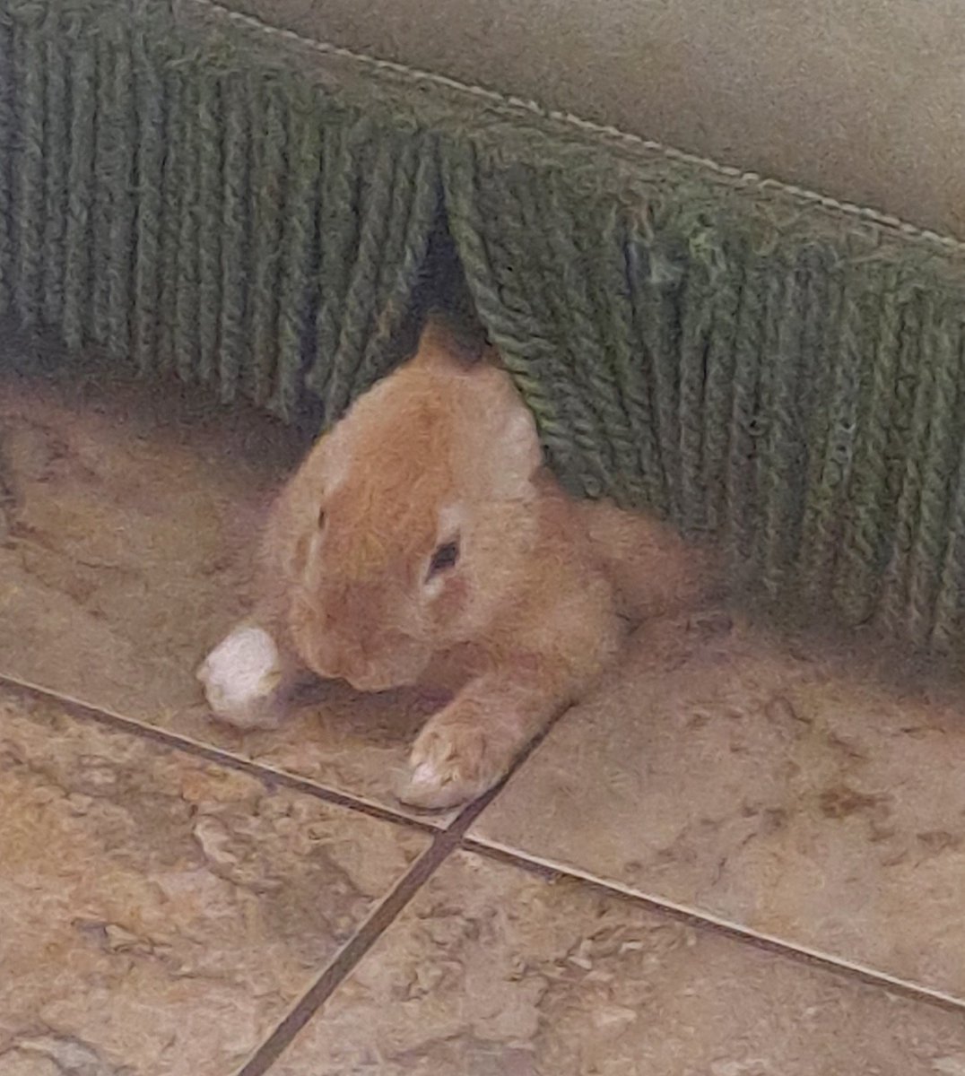 Look at my baby bunny Cinnabun.