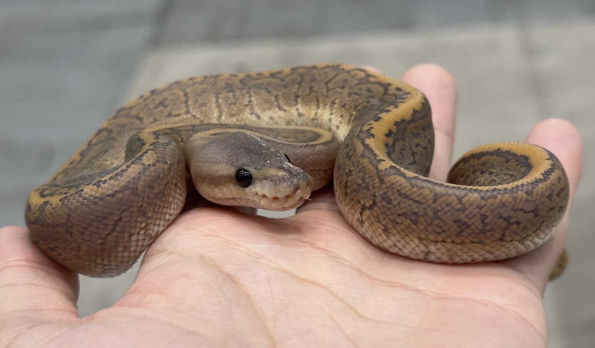 BIGレプ会場しました〜！！

今日から2日間よろしくお願いいたします〜🔆🤍

沢山のボール達とお待ちしてます✨️✨️
24番ブースに遊びに来てくださいっ