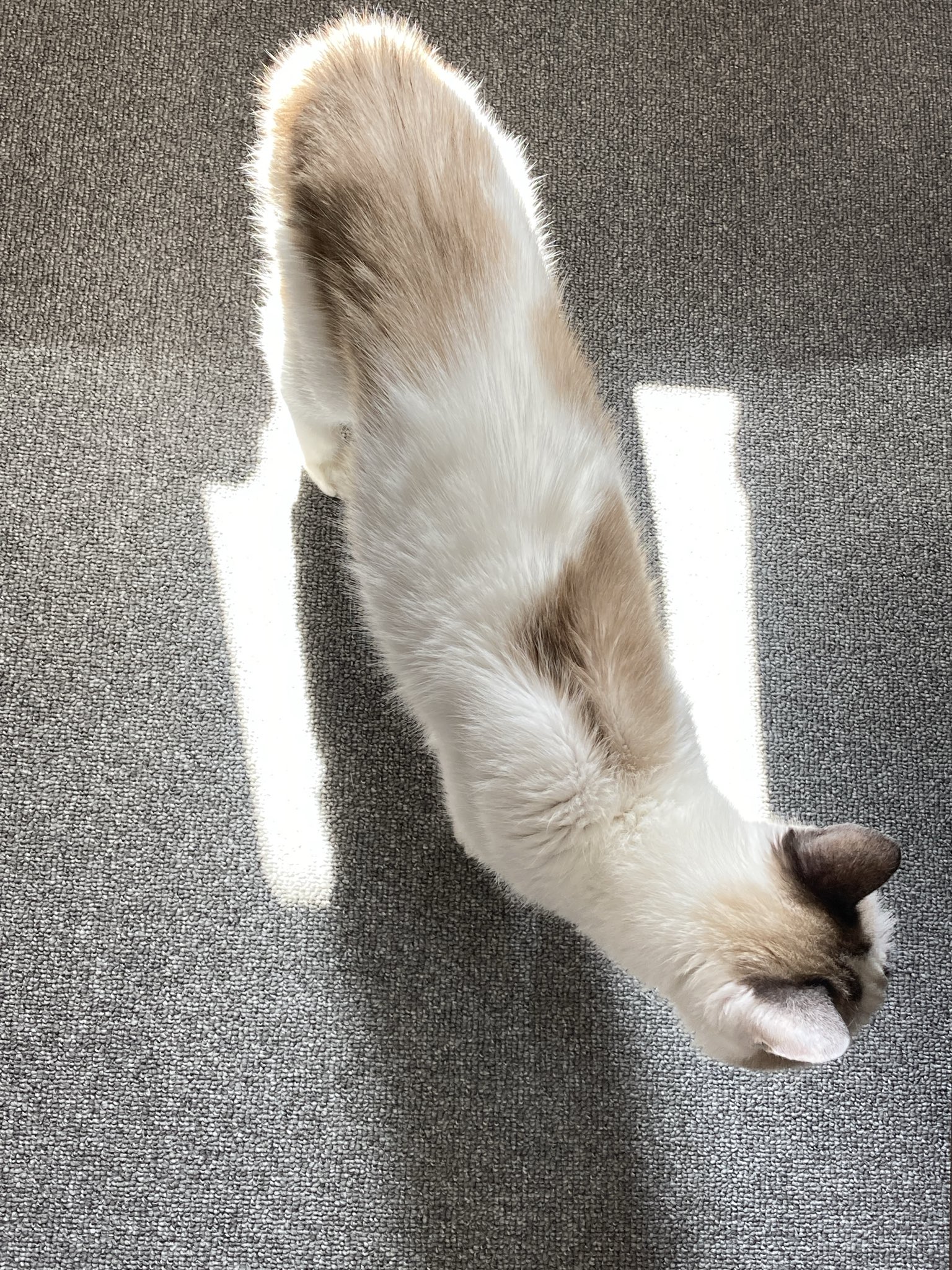 ねこ3点 1-88310307-1 1883103071 Standard Rear Brake Shoe Lining