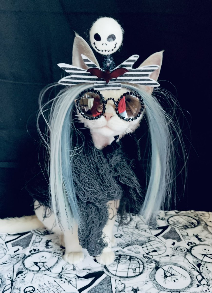 ShayBe55's tweet image. Happy Spook Season!! 🎃👻#Halloween2025 #Halloweenpets #Halloweencats