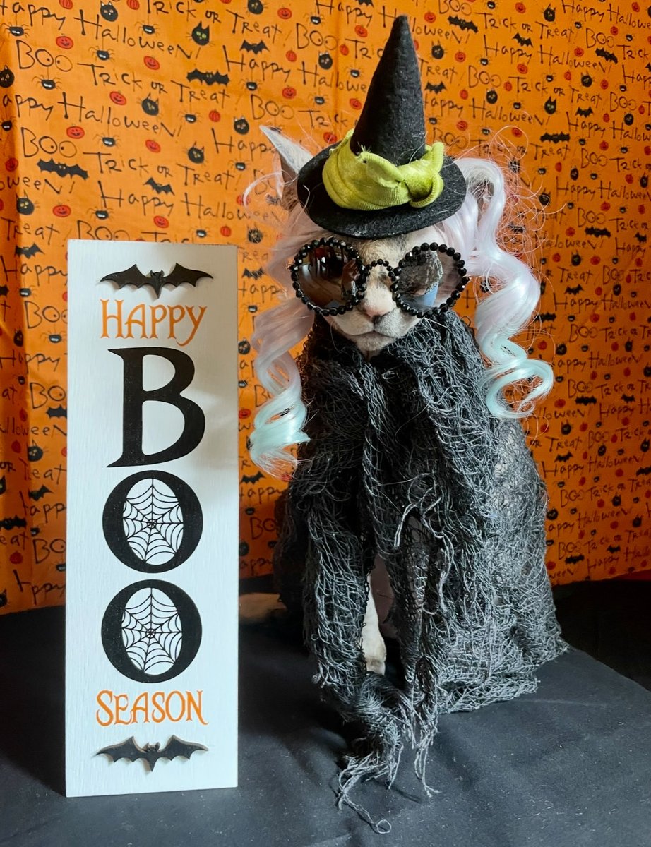 ShayBe55's tweet image. Happy Spook Season!! 🎃👻#Halloween2025 #Halloweenpets #Halloweencats