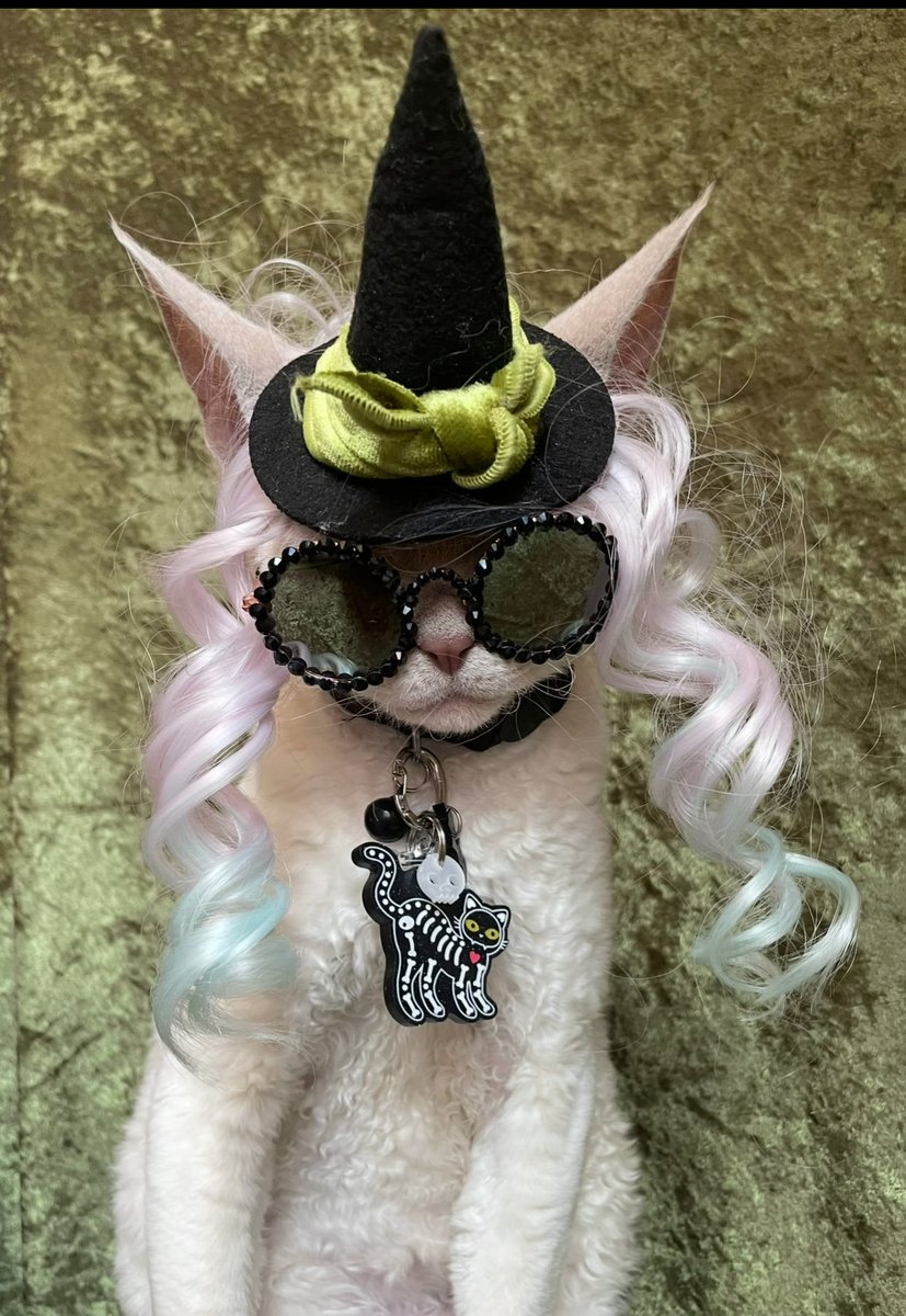 ShayBe55's tweet image. Happy Spook Season!! 🎃👻#Halloween2025 #Halloweenpets #Halloweencats