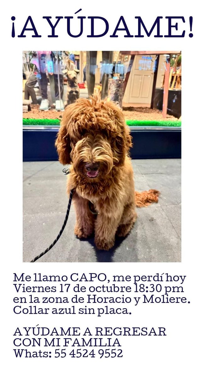 <a href="/CuadranteME/">CuadranteMarianoEscobedo🌳🚴‍♀️🚶🏻‍♂️</a> <a href="/MalixYaah/">Malix Yaah</a> <a href="/colanahuac_cdmx/">Colonia Anáhuac CDMX</a> <a href="/AlcaldiaMHmx/">Alcaldía Miguel Hidalgo</a> <a href="/MorenaMia25/">Morena Mía</a> <a href="/lawera33/">Perros Encontrados sin su dueño</a> <a href="/PrrosPerdidosMX/">PerrosPerdidosMx</a> <a href="/MascotasSismo/">Mascotas Sismo</a> <a href="/p1chagoya/">Umbral Polanco 🌳</a> <a href="/PoligonoMH/">Polígono MH</a> <a href="/LagoAlbertoMH/">#LagoAlberto 🚴🏻‍♂️🌳</a> <a href="/saburtomh/">Sergio Aburto</a> <a href="/RinBosque/">RINCON DEL BOSQUE</a> #PerrosPerdidos 17/oct 18:30 h ➟ Entre Horacio y Moliere en Polanco