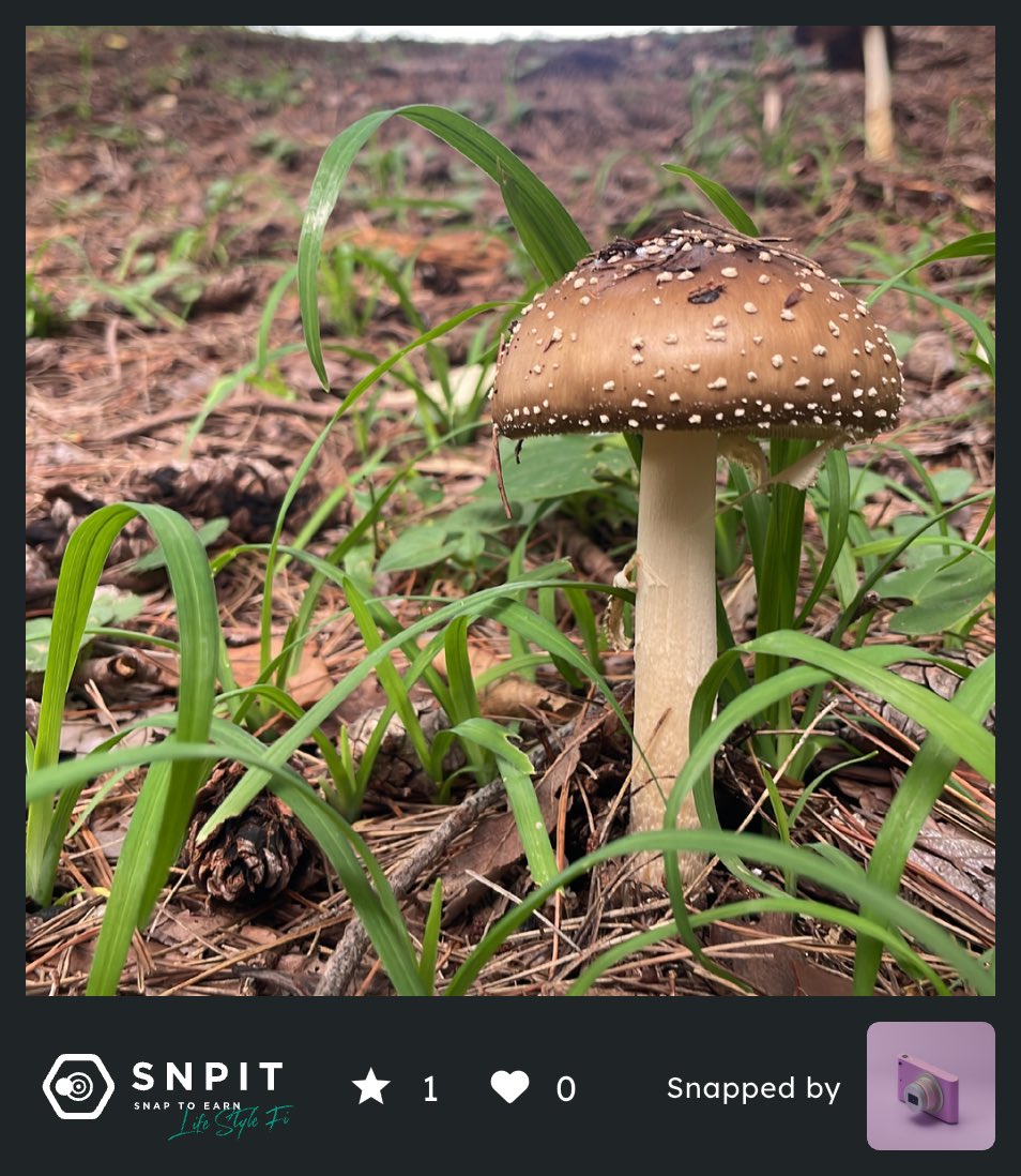 @きのこ Amazon.co.jp: キノコソフトマスコット2 ベニテングタケ幼菌