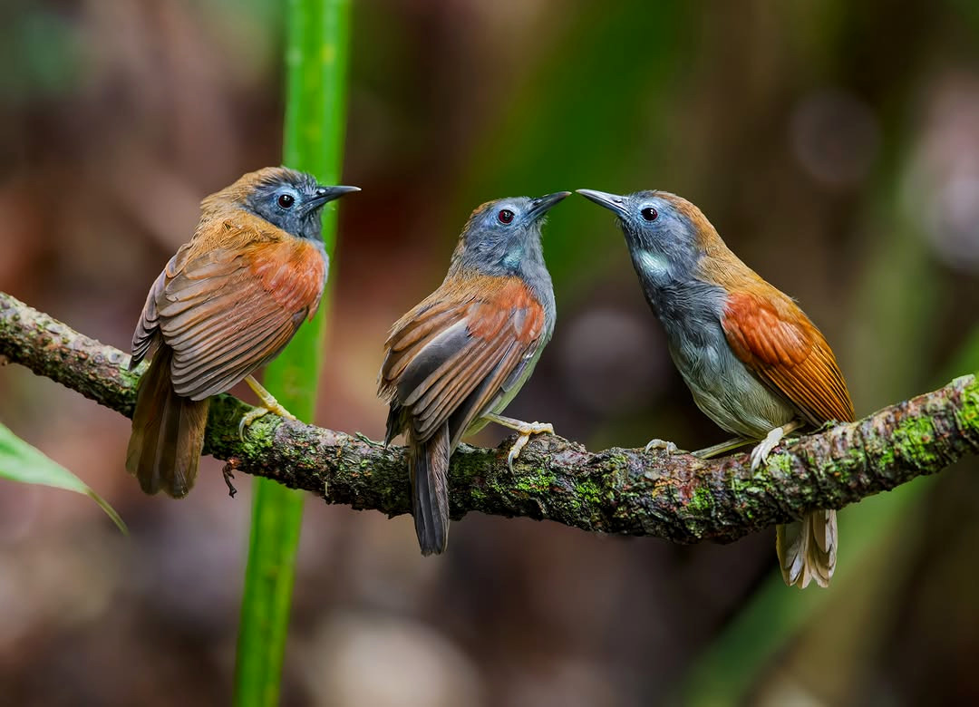 TheBatBotLab's tweet image. Family meeting time 🗣️🐦: Chestnut-winged babblers (Cyanoderma erythropterum) demonstrating that coordinated chatter is as vital to social harmony🌿🎶.  Photo: Tan Tc. #Biodiversity #Wildlife #Birds #Birding #WildlifePhotography #NaturePhotography