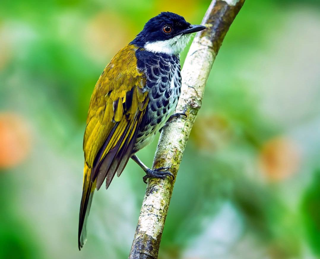 TheBatBotLab's tweet image. Serving scales and style 🐦✨: The scaly-breasted bulbul (Hemixos squamatus) flaunts its intricate feather pattern — proof that even evolution appreciates good design🎨🌿. Photo: Tan Tc. #Biodiversity #Wildlife #Birds #Birding #WildlifePhotography #NaturePhotography