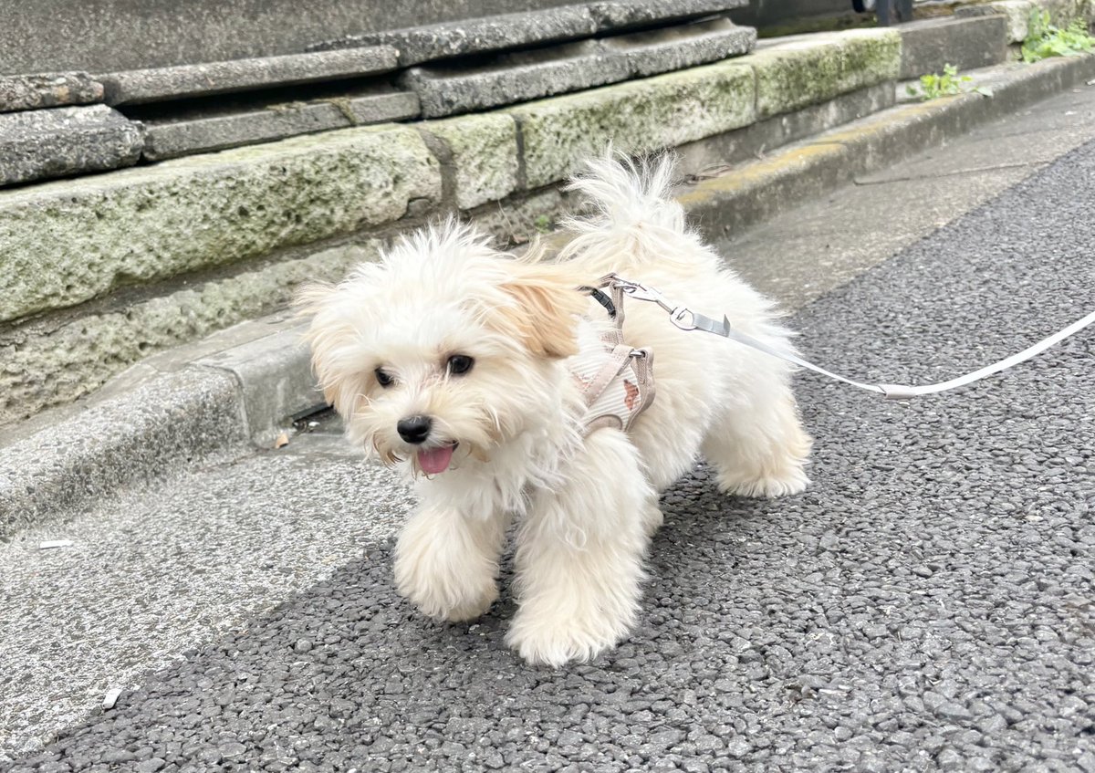 お散歩してたら通りすがりの小学生に
「ぬいぐるみが歩いてる！」って言われた🧸