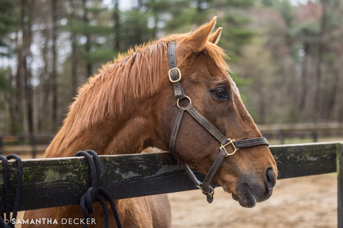 Today is the Grade III Perryville Stakes at <a href="/keeneland/">Keeneland</a>.  Pictured is 2004 winner Commentator, who sadly passed away earlier this year.  Tator spent his retirement at <a href="/OldFriendsCC/">Old Friends at Cabin Creek</a>.