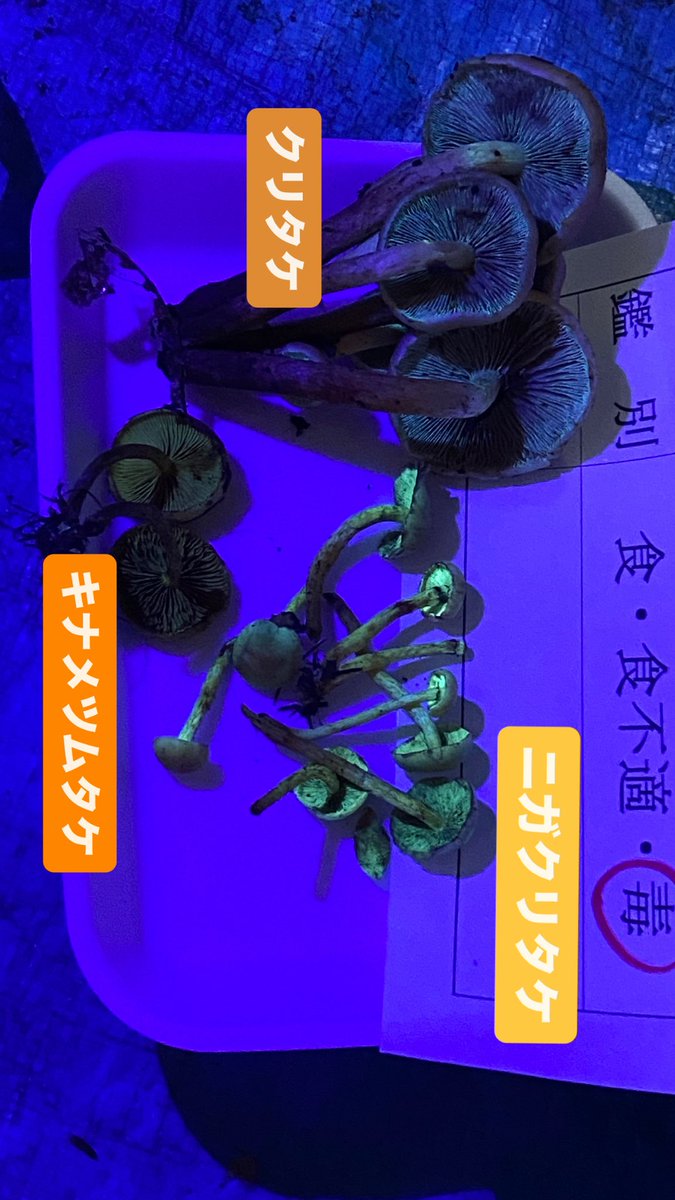 科学の力って凄いなぁ
ブラックライトを当てたニガクリタケ。