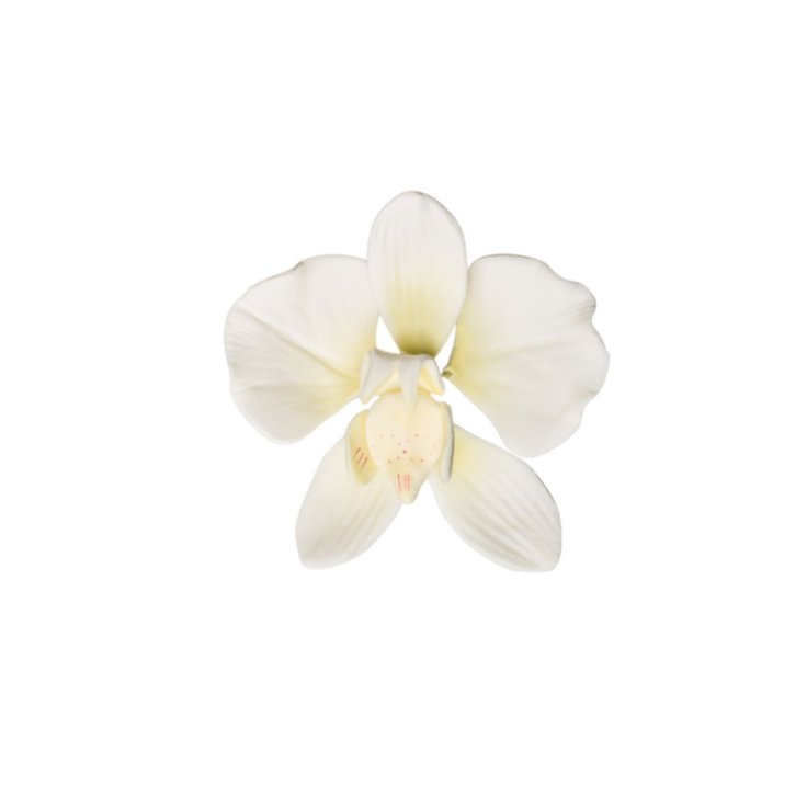 arabbel9la's tweet image. ࣪  ㅤ  𓇼 ࣪  𓈒  ㅤ #21Orchids𝑓𝑜𝑟Vico      ·     ﹙ 𝑠𝑒𝑎 ​​𝑛𝑑 𝑏𝑒𝑎𝑐ℎ ﹚ ⭒ 𓆡        ·      · #Sincerely꯳⃘꤫⃛͡Vico