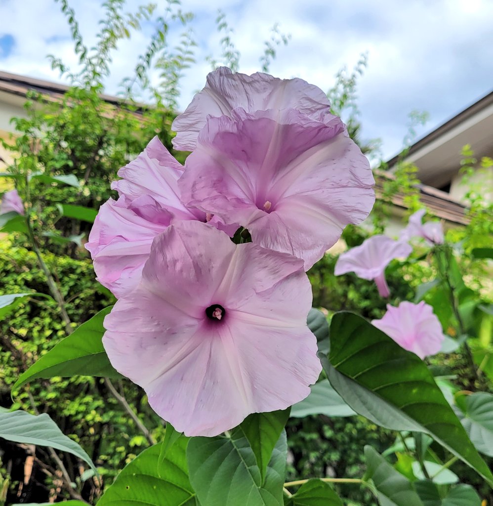 ไม่ได้ส่งน้องคนนี้มาทักทายเพื่อนๆนานแล้วเนอะ จำได้ว่าช่วงนี้ของปีที่แล้วเจอมาหนักมาก🌸🙂