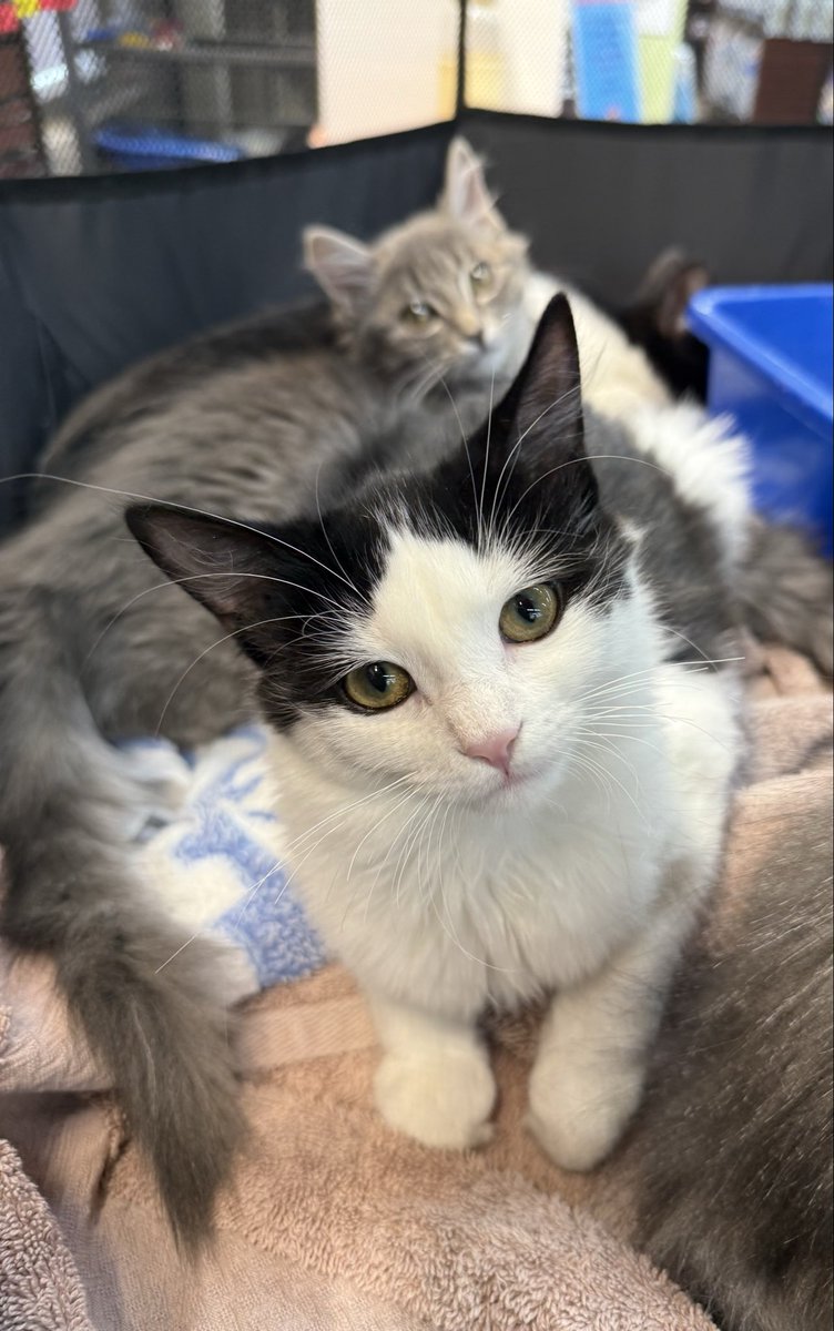 Happy Weekend from adoptable kitties, Teagan, Tim, Toby, and Tia!  These dollies are rays of light, so fun and so adorable, they are all going to be amazing forever family members.  These Sensational Siblings are 4 months old and they must be adopted in pairs.