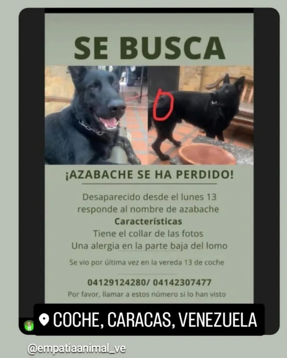 Se busca a Azabache en Coche, Caracas