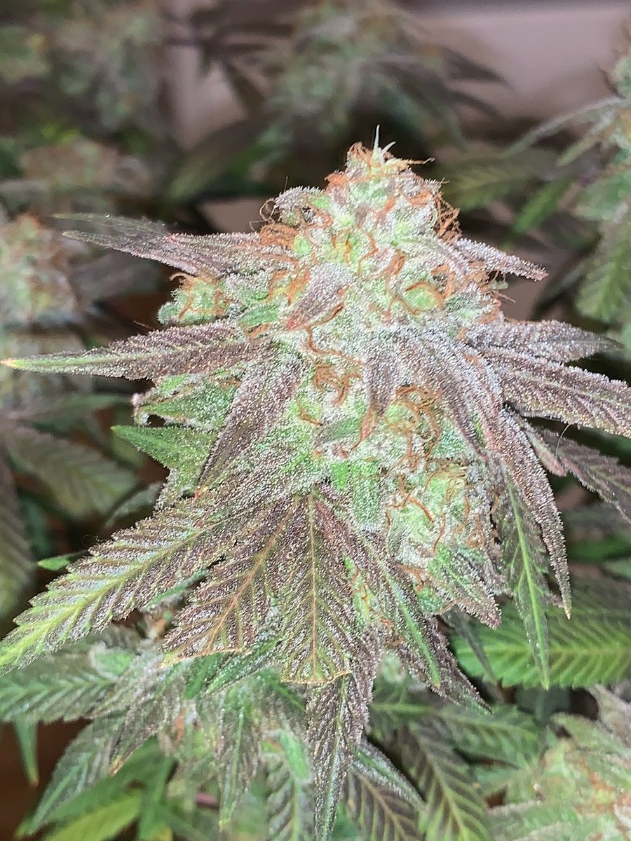 Restocktation's tweet image. Strain : SFV OG 
Breeder : the Cali connection 
Grown by me
Grown under : mammoth 8 bar 880w 2025 mint series + 2 UV bars 
Grown with mineral and organic nutrients.