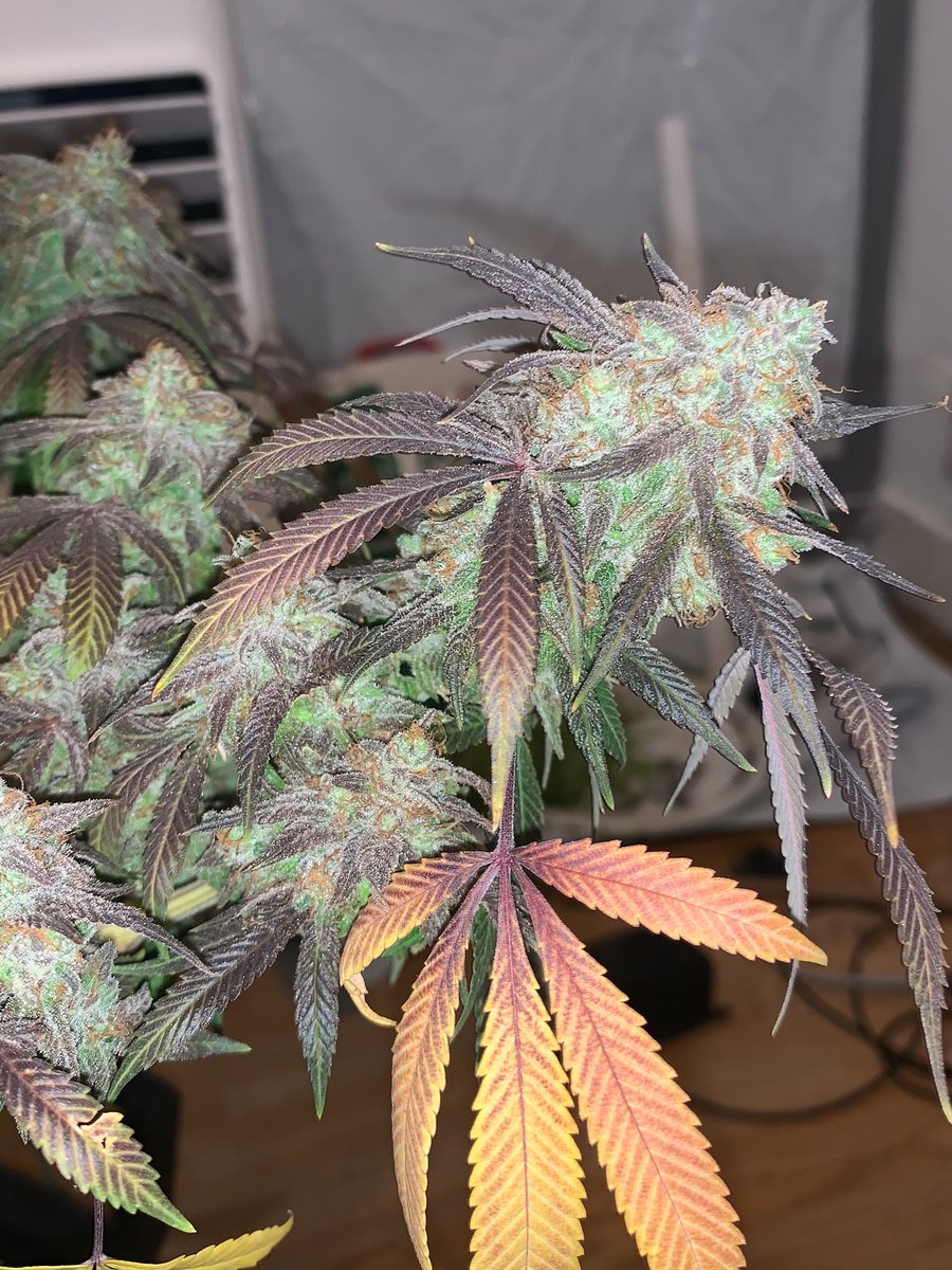 Restocktation's tweet image. Strain : SFV OG 
Breeder : the Cali connection 
Grown by me
Grown under : mammoth 8 bar 880w 2025 mint series + 2 UV bars 
Grown with mineral and organic nutrients.