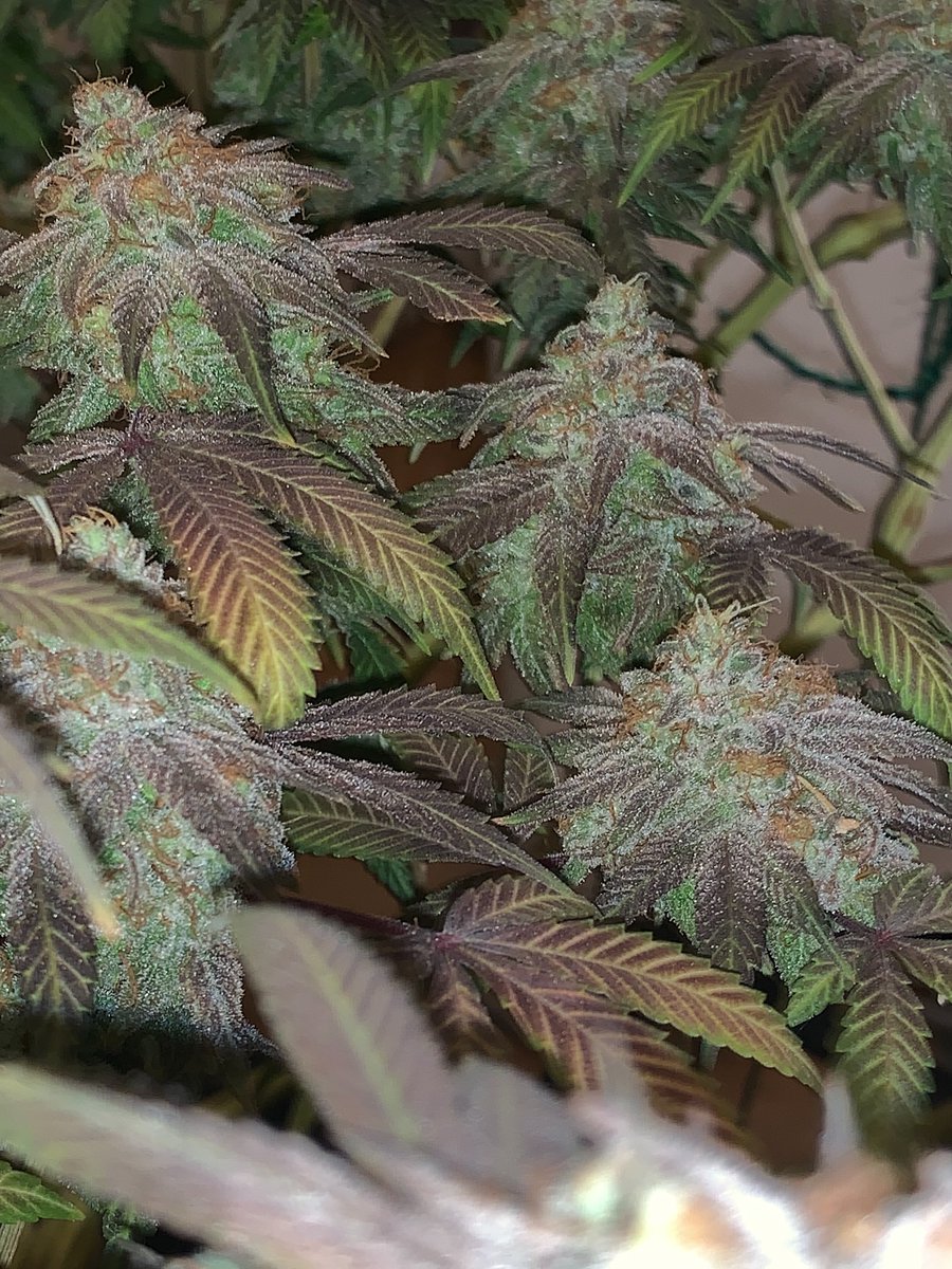 Restocktation's tweet image. Strain : SFV OG 
Breeder : the Cali connection 
Grown by me
Grown under : mammoth 8 bar 880w 2025 mint series + 2 UV bars 
Grown with mineral and organic nutrients.